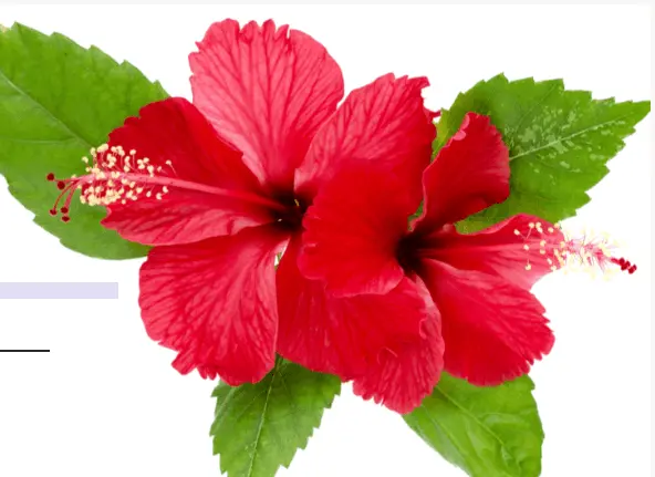 hibiscus sabdariffa flower extract