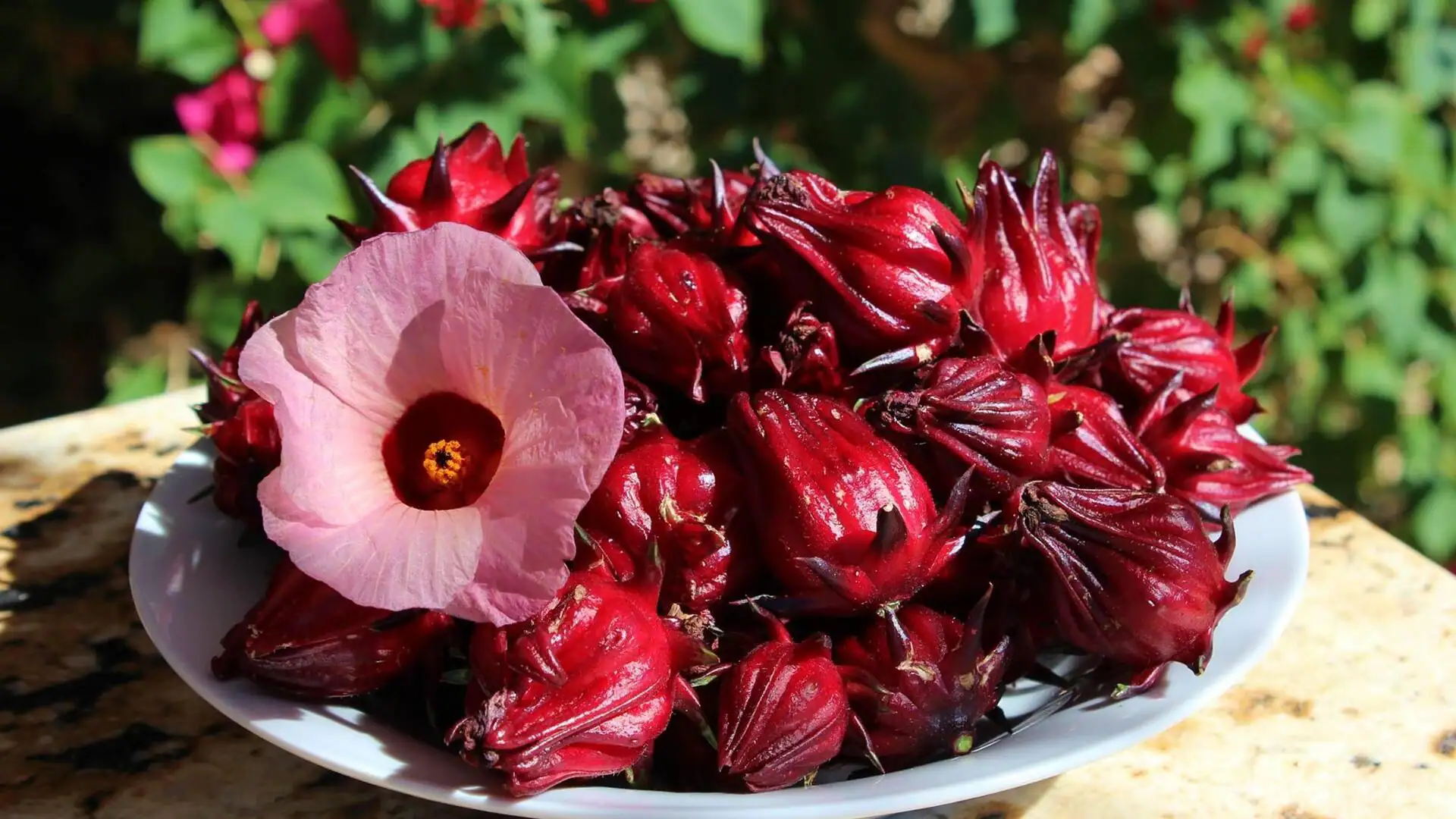 Hibiscus Sabdariffa Flower Extract